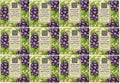 Greenwich Bay Trading Company 1.9oz Soap Bulk Packs of 12 (African Violet & Cocoa Butter)